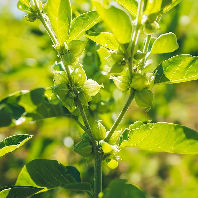 Banyan Botanicals Organic Ashwagandha Seeds – Withania Somnifera Easy to Grow Seeds to Grow Your Own Ayurvedic Herbs – 50 Count – Open Pollinated Non-GMO