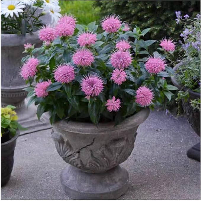 500 Pink Bee Balm Seeds – Vibrant Monarda Blooms for Pollinator-Friendly Gardens