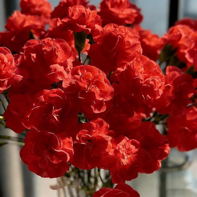 150+ Jasmine Flower Seeds for Planting, Jasmine Flower Seed, Non-GMO Fragrant Plant Flower Seeds for Home Garden Outdoor