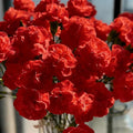 150+ Jasmine Flower Seeds for Planting, Jasmine Flower Seed, Non-GMO Fragrant Plant Flower Seeds for Home Garden Outdoor