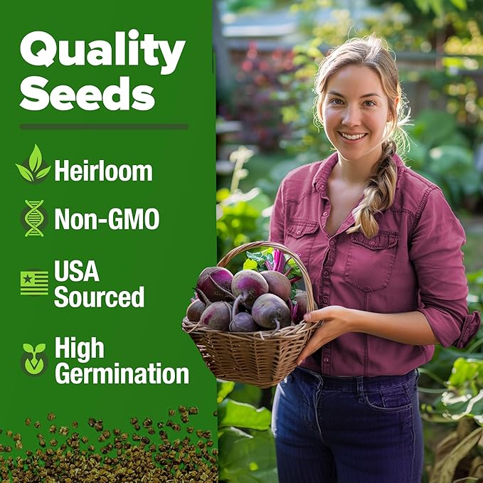 HOME GROWN Non GMO Detroit Dark Red Beet Seeds Pack - 500 Heirloom Vegetable Seeds for Planting - Red Beet for Home Garden High Germination(Beta vulgaris)