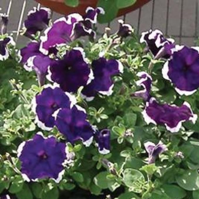 Petunia Hulahoop Series Blue ~100 Seeds – Pelleted Grandiflora Mix, 3" Bicolored Picotee Blooms, 98–105 Days, Annual for Zones 6-11, Easy Container Flower