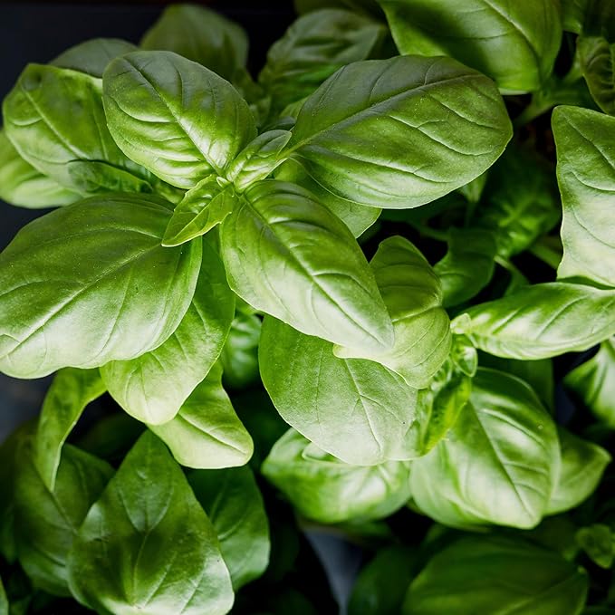 Banyan Botanicals Organic Genovese Basil Seeds – for Planting Indoors or Outdoors – Sweet & Delicious Easy to Grow Italian Basil – 100 Count – Open Pollinated Non-GMO Herb Seeds