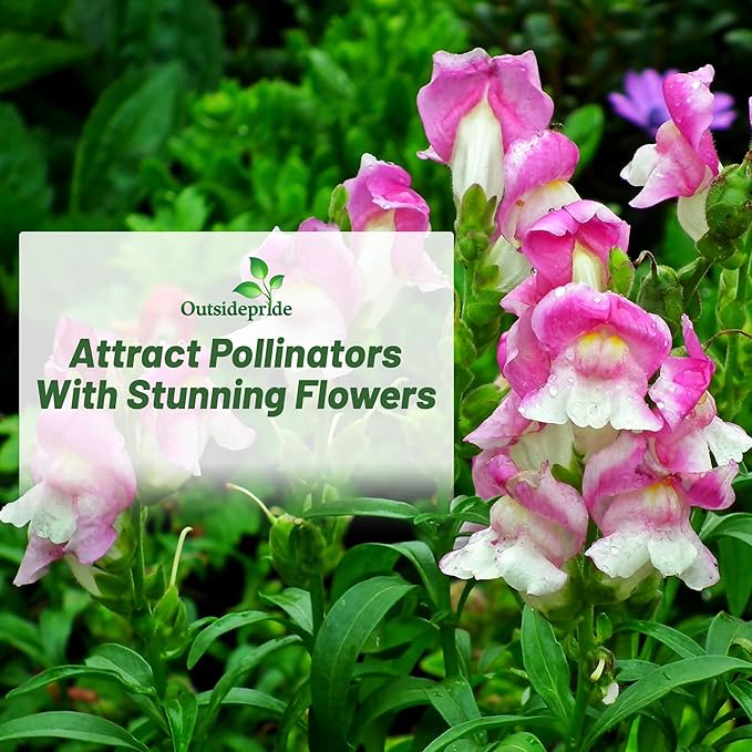Outsidepride Toadflax Baby Snapdragon Seeds - 1/4 lb Annual, Deer-Proof, & Compact Flower Seeds for Planting Vibrant Blooms, Ideal for Pollinators, Borders, Small Gardens, or Containers