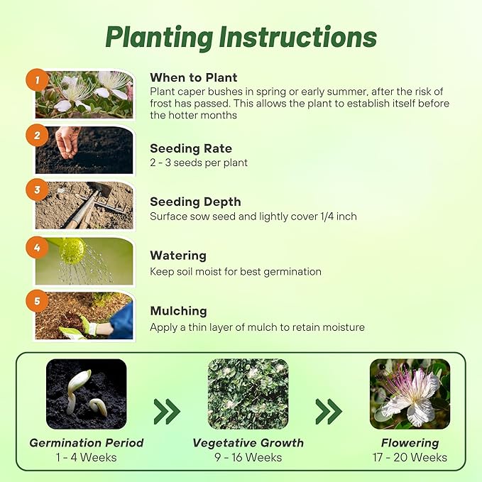 Outsidepride Caper Bush Seeds - 200 Pcs. Perennial, Low Maintenance, Herb Seeds for Planting Edible Fleshy Leaves & Large Pinkish-White Blooms for Culinary Use & Pollinator Gardens