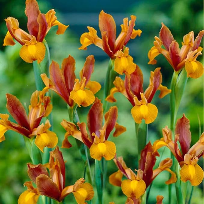 Votaniki Dutch Iris Autumn Princess Bulbs - Gorgeous Flower, Hardy Perennial for Spring Blooms | Easy to Grow, Perfect for Cutting Gardens (50 Pack)
