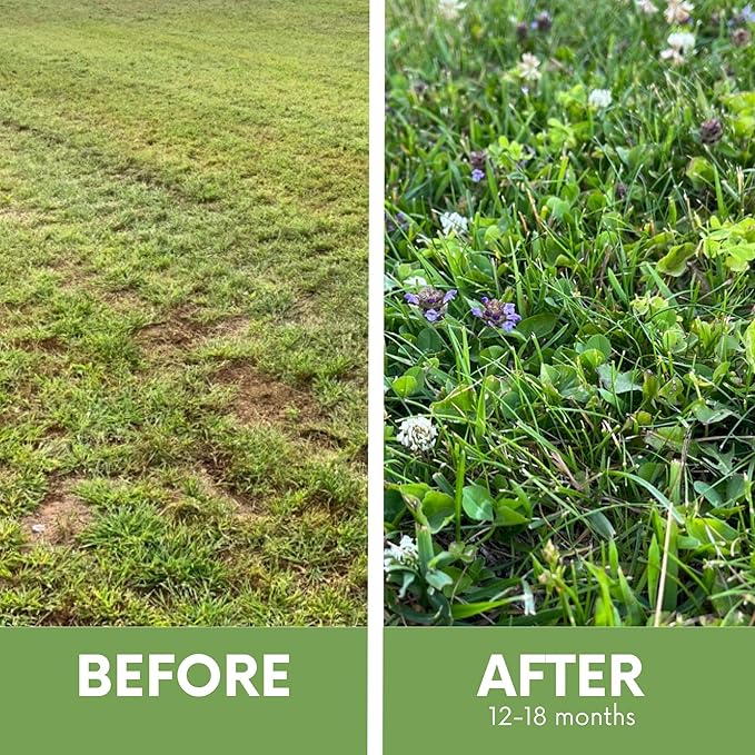 Flawn Seed Kits Bee Lawn Seed Kit, 250 SqFt, Dutch White Clover + Self-Heal + Creeping Thyme, Easy to Spread, Low Maintenance, Alternative Ground Cover, Shaker Tube
