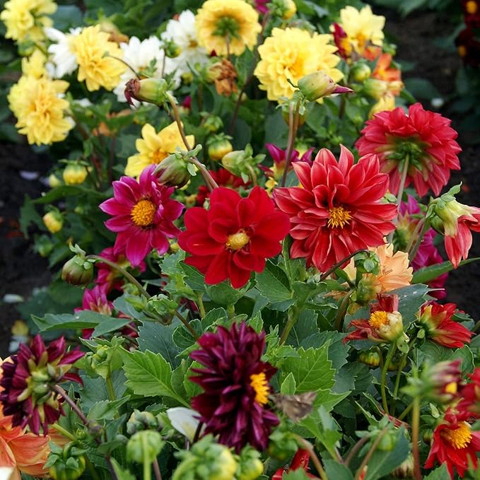 Outsidepride Opera Mix Dahlia Seeds for Planting - 200 Pcs Annual, Easy to Grow, Season-Long Flower Seeds with Colorful Blooms for Containers, Pots, Borders, & Gardens, Suitable as Cut Flower