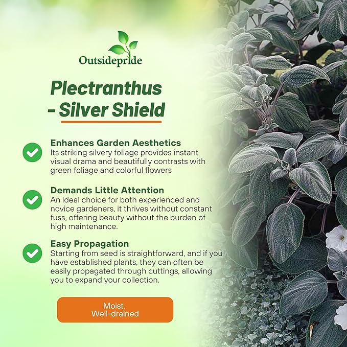 Outsidepride Silver Shield Plectranthus Seeds - 30 Pcs Perennial, Shade-Adapted, Heat-Friendly Plant Seeds for Outdoor Perennials, Attractive Silvery Foliage & Low Maintenance Garden Plants