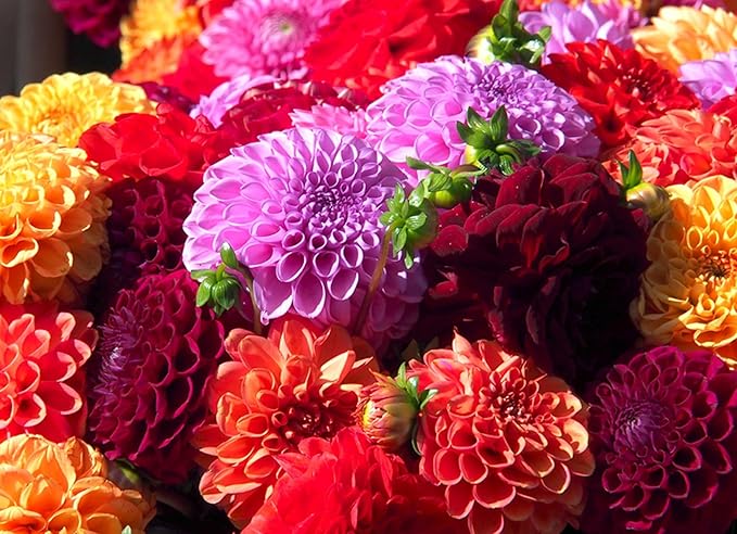 3 Dahlia Flower Bulbs for Planting, Mix Color- Grow Stunning Perennial Dahlia Flowers