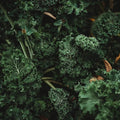 Dwarf Siberian Kale - 100 Seeds - Heirloom & Open-Pollinated Variety, Non-GMO Vegetable & Leafy Greens Seeds for Planting Indoors/Outdoors in Containers/Aerogarden/Home Garden, Thresh Seed Company