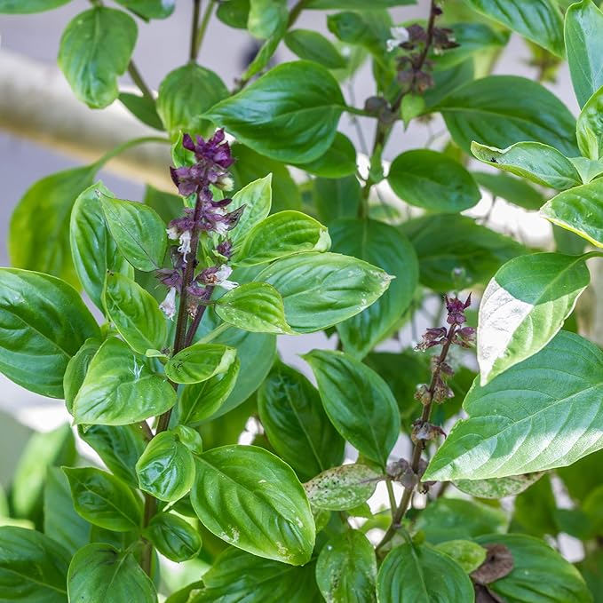 Basil Seeds - Anise - 0.25 Oz ~500 - Culinary Herb Gardening & Microgreens Seeds - Non-GMO, Heirloom, Open Pollinated, Annual