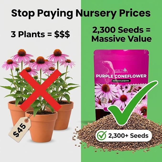 Echinacea Seeds, Purple Coneflower Seeds, Over 2300 Echinacea Seeds for Planting, Non-GMO, Open Pollinated, Heirloom Flower Seeds