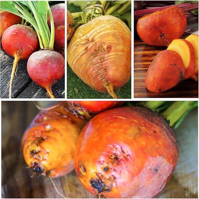 Seed Needs, Golden Detroit Beet Seeds - 250 Heirloom Seeds for Planting Beta vulgaris - Grow an Outdoor Garden Non-GMO & Untreated (5 Packs)