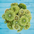 Green Envy Zinnia - 50 Seeds - Heirloom Green Zinnia Variety, Attracts Bees & Butterflies, Pollinator-Friendly, Non-GMO Flower Seeds for Planting Outdoors in The Home Garden, Thresh Seed Company