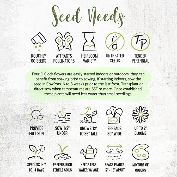 Seed Needs Four O Clock Seeds for Planting Mixed Flowers - Heirloom & Open Pollinated Annual Wildflowers to Attract Butterflies to a Butterfly Garden (5 Packs)