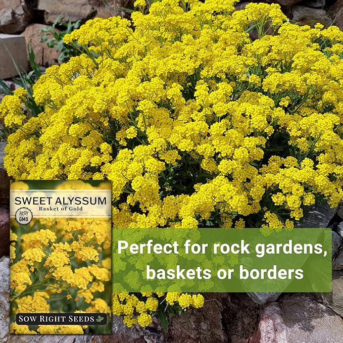 Sow Right Seeds - Sweet Alyssum Basket of Gold Flower Seeds for Planting - Perennial Garden Flowers - Easy to Grow Fragrant Blooms - Ideal for Borders and Containers - Attract Pollinators (2)