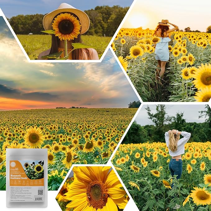 Mammoth Sunflower Seeds to Plant, 1 Ounce Packet 300+ Seeds, 6-12 FT Giant Sunflower, Non-GMO | Heirloom | High Germination, Grown in The USA