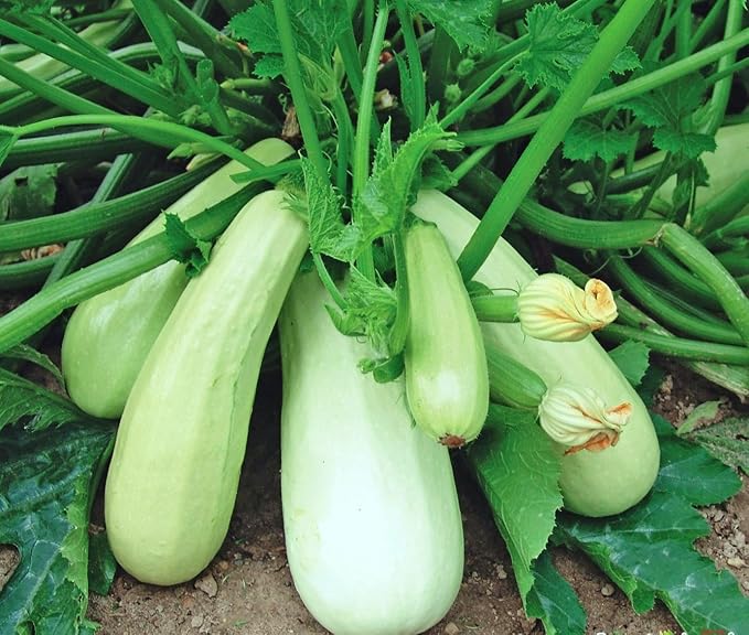 Seeds Squash Zucchini Aspirant 38 Days White Bush Vegetable for Planting Heirloom Non GMO