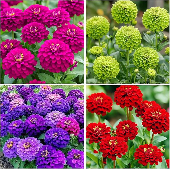 1100+ Perennial Zinnia Seeds for Planting-Non-GMO Colorful Zinnia Flowers Seeds for Home Yard Garden Heirloom Wildflower