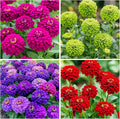1100+ Perennial Zinnia Seeds for Planting-Non-GMO Colorful Zinnia Flowers Seeds for Home Yard Garden Heirloom Wildflower