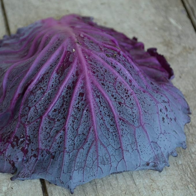 Red Acre Cabbage - 100 Seeds - Heirloom & Open-Pollinated Variety, Non-GMO Vegetable Seeds for Planting in The Home Garden, Thresh Seed Company