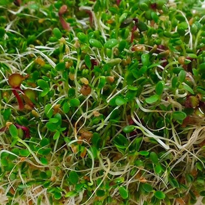 Todd's Seeds Superfood, Beginner's Sprouting Seed Mix for Microgreens, 1 LB, Heirloom, Non-GMO, Purple Kohlrabi, Collards, Radish Seeds, Turnip and Broccoli Seeds Salad Mix (1 Pound)