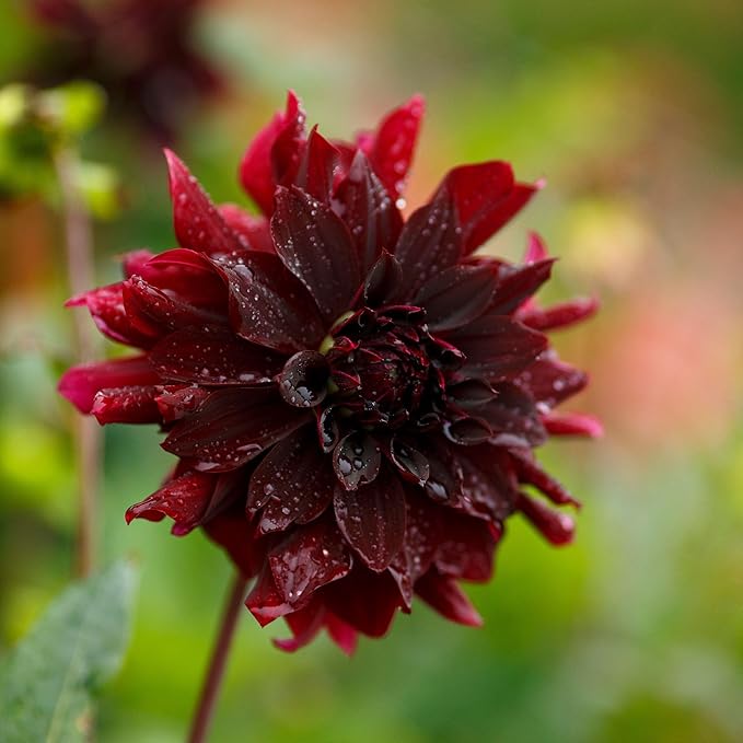 Eden Brothers Dahlia Bulbs (Decorative) - Rip City, Non-GMO Bulbs for Planting, 4 Bulbs | Low-Maintenance Flower Bulbs, Plant During Spring, Zones 8, 9, 10, 11