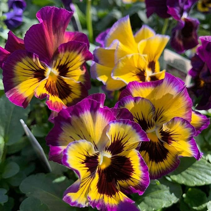 Mix Pansy Seeds for Planting - 200 Non-GMO Heirloom Flower Seeds Attract Butterflies & Open Pollinated