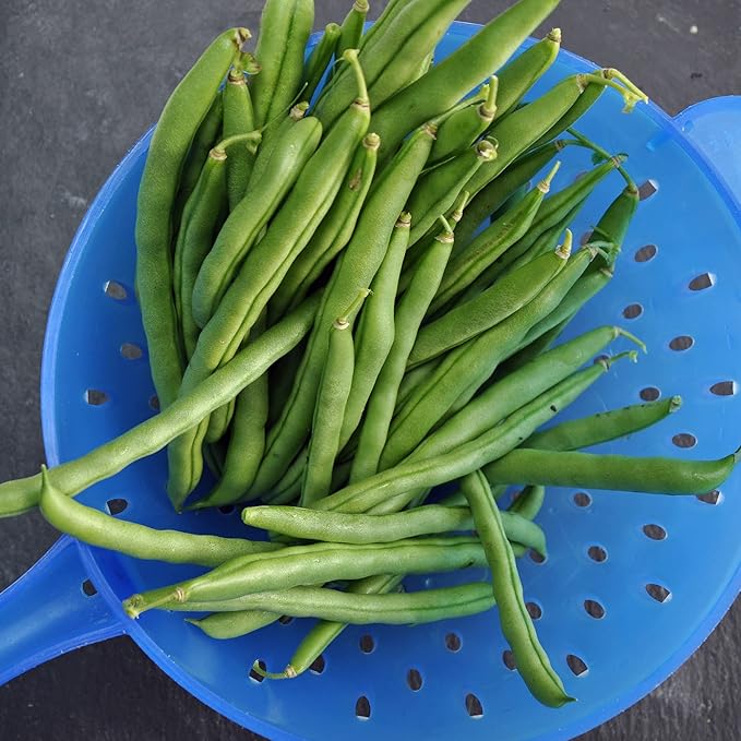 Back to The Roots 100% Organic Seed Packet Blue Lake Bush Bean
