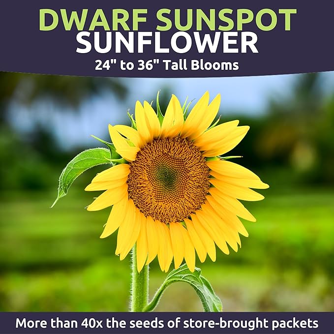 Dwarf Sunspot Sunflower - Bulk 1/4 Pound Pouch - 2,000 Flower Seeds for Planting - Helianthus annuus