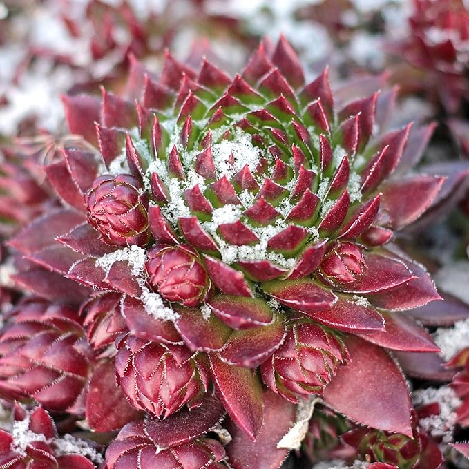 Mountain Crest Gardens Sempervivum Succulent Variety Pack - 12 Hardy Live Rosette Plants, No Repeats, Rooted in 2 Inch Pots - Succulents for Rock Gardens, Containers, DIY Displays