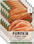 Seed Needs Pumpkin Seeds for Planting Atlantic Giant Pumpkins - Non-GMO Heirloom & Untreated Cucurbita Vegetable Seed to Plant an Outdoor Autumn Home Grown Veggie Garden (5 Packs)