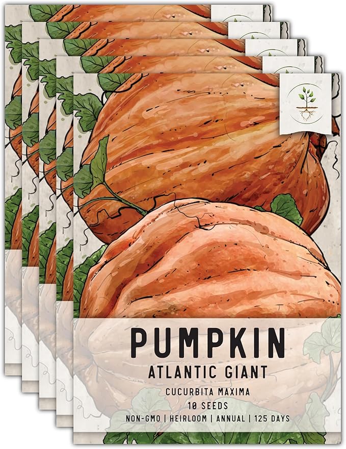 Seed Needs Pumpkin Seeds for Planting Atlantic Giant Pumpkins - Non-GMO Heirloom & Untreated Cucurbita Vegetable Seed to Plant an Outdoor Autumn Home Grown Veggie Garden (5 Packs)