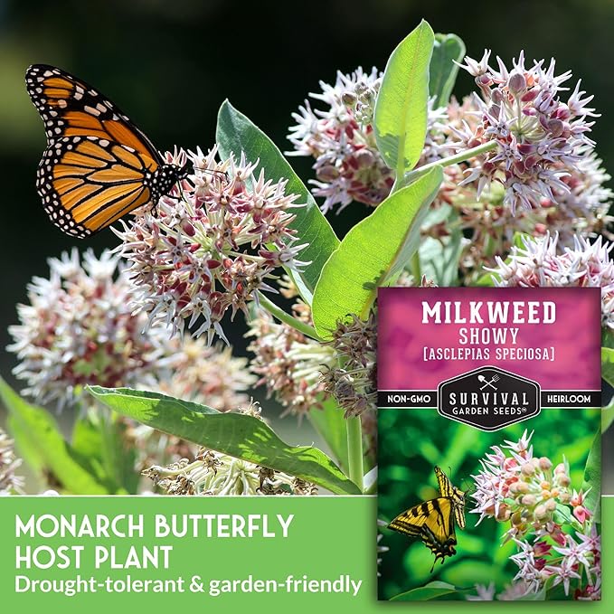 Showy Milkweed Seeds for Planting - Asclepias Speciosa - Monarch Butterfly Host - Drought-Tolerant Native Plant & Prairie Flower - Asclepias Speciosa - Survival Garden Seeds (1 Pack)