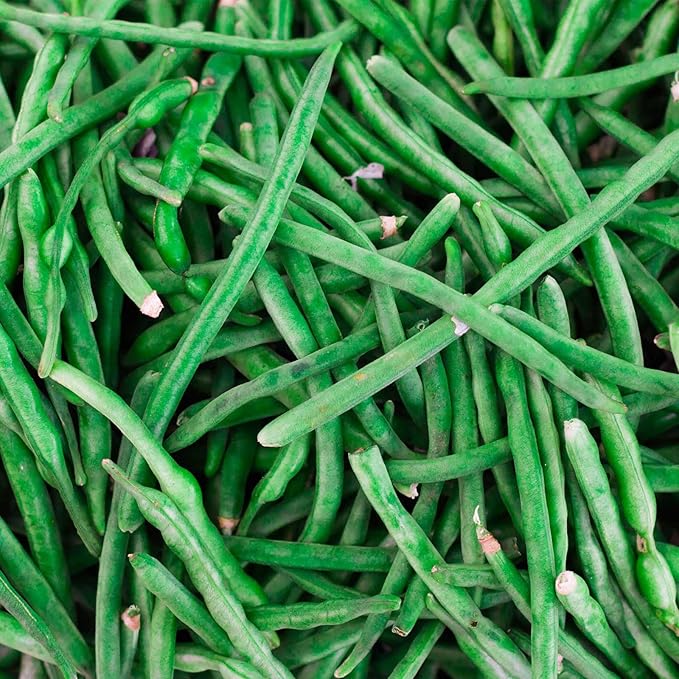 Jade Bush Bean Seed (Treated) - 1 Lb - Non-GMO, Heirloom Green Bean Seeds - Vegetable Garden Seeds