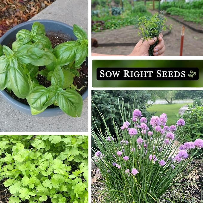Sow Right Seeds - 5 Herb Seed Collection for Planting - Genovese Basil, Chives, Cilantro, Italian Parsley, and Dill to Plant and Grow a Home Vegetable Garden - Fresh Assortment Herbal Variety Pack
