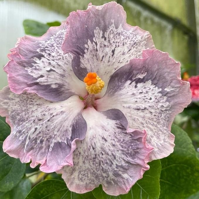 250+ Hibiscus Flower Seeds for Planting - Giant Flower Tropical Potted Plants Seeds Non-GMO Heirloom Seeds Fresh Perennial Exotic Plant Bonsai Seeds