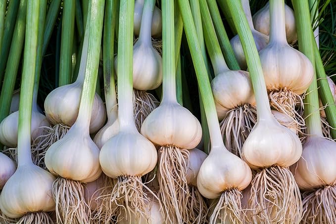 Garlic Bulbs for Seed - Fresh California SOFTNECK Garlic for Planting - Grow Your Own Garlic (20 Bulbs)