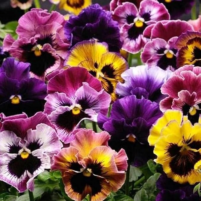 Mix Pansy Seeds for Planting - 200 Non-GMO Heirloom Flower Seeds Attract Butterflies & Open Pollinated