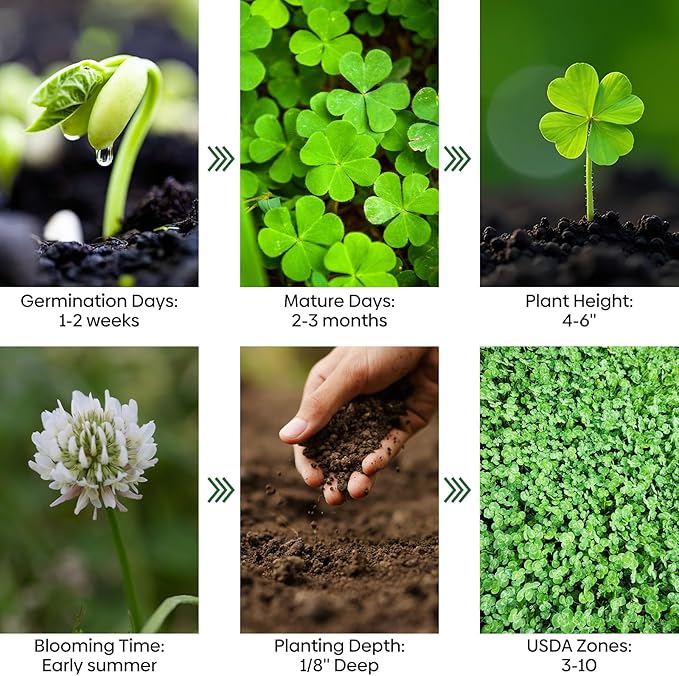Groundio Mini White Clover Seeds 1LB, 4-6 inch Tall Perennial Dwarf Dutch Clover Trifolium Repens, Low-Maintenance, Ground Cover Small Green Leaf, Nitro Coated and Inoculated, USDA Zones 3-10