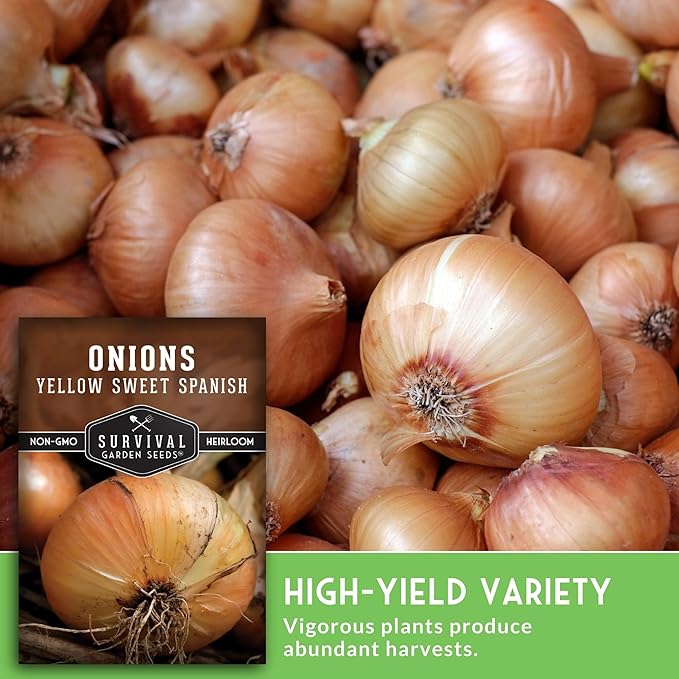 Yellow Sweet Spanish Onion Seeds for Planting – Large Mild Long Day Yellow Onions with High Yield & Sweet Flavor – Heirloom, Non-GMO, Open-Pollinated – Survival Garden Seeds (3 Packs)