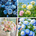 Lisianthus Flower Seeds for Planting, 200 Mix Color Annual Lisianthus Seeds, Non-GMO Thornless Lisianthus Flowers Seed for Home Garden Outdoor