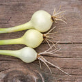 Crystal White Wax Onion 4 Oz Seeds – Heirloom Non-GMO Short-Day Pearl Onion | Mild Sweet Flavor | Pickling & Bunching Type | Heat & Cold Tolerant | 95 Days | Allium cepa | ~6,800 Seeds per Oz