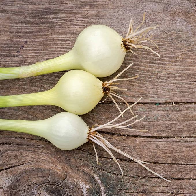Crystal White Wax Onion 2 Gram Packet Seeds – Heirloom Non-GMO Short-Day Pearl Onion | Mild Sweet Flavor | Pickling & Bunching Type | Heat & Cold Tolerant | 95 Days | Allium cepa