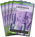 Sow Right Seeds - English Lavender Seeds for Planting - Non-GMO Heirloom Packet with Instructions to Grow Beautiful Indoor or Outdoor Herb Garden - Attract Pollinators - Perennial Purple Blooms (4)