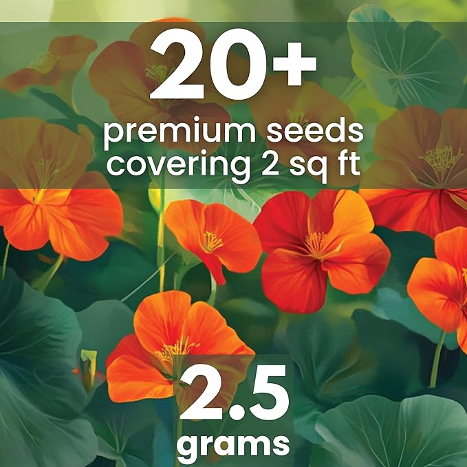 Nasturtium majus - Large 2,500mg Envelope - 20 Flower Seeds for Planting - Tropaeolum majus