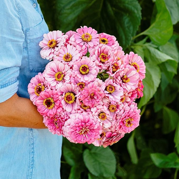 Eden Brothers Zinnia Seeds - Illumination, Non-GMO Seeds for Planting, 1/4 lb | Low-Maintenance Flower Seeds, Plant During Spring, Zones 3, 4, 5, 6, 7, 8, 9, 10