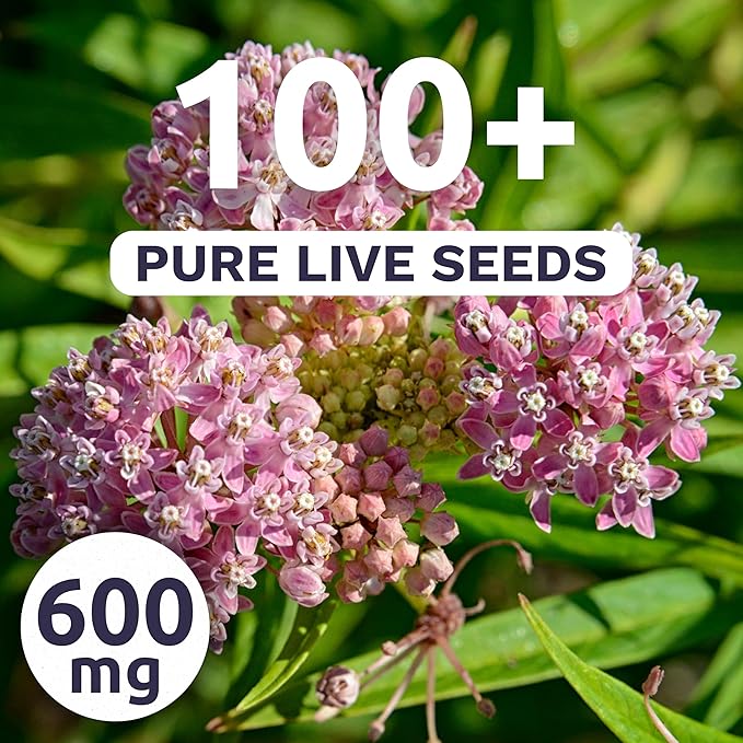 Pink Swamp Milkweed - Large 600mg Envelope - 100 Flower Seeds for Planting - Asclepias incarnata