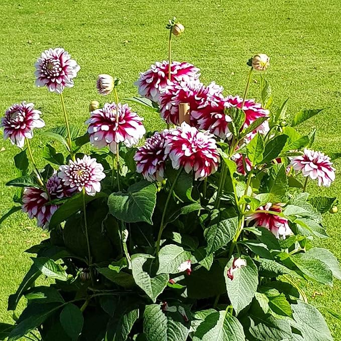 Eden Brothers Dahlia Bulbs (Dinnerplate) - Mystery Day, Non-GMO Bulbs for Planting, 2 Bulbs | Low-Maintenance Flower Bulbs, Plant During Spring, Zones 8, 9, 10, 11